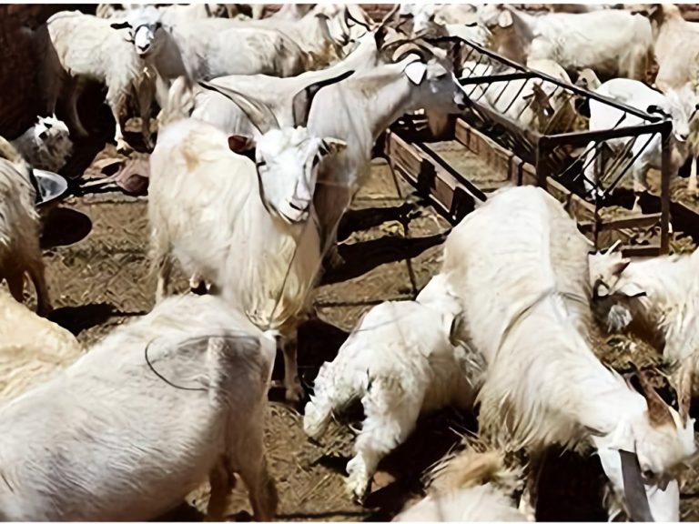 livestock-farming-sheep