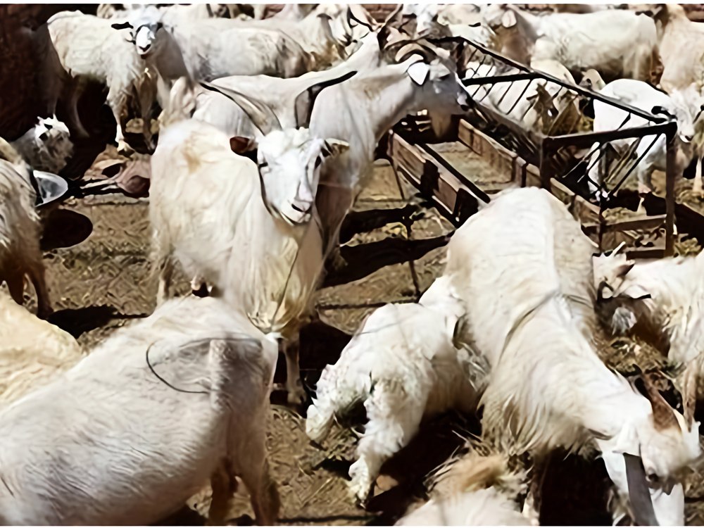 livestock-farming-sheep